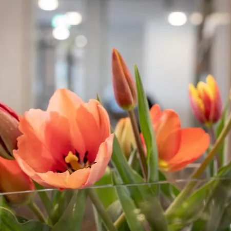 מלון Gaestehaus Am Schloss 3*